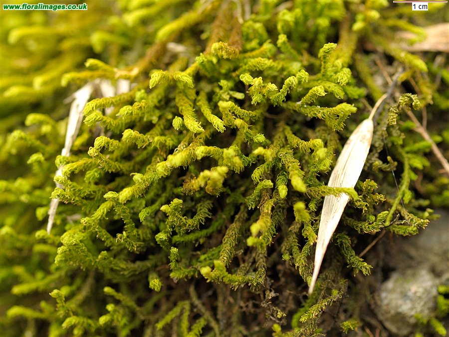 Anomodon viticulosus