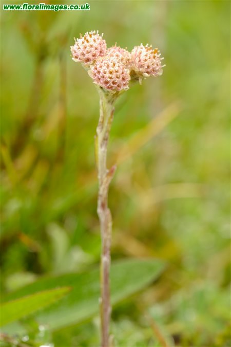 Antennaria dioica