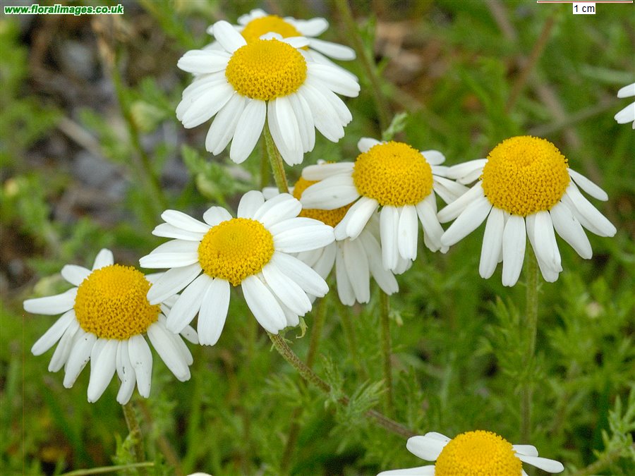 Anthemis arvensis