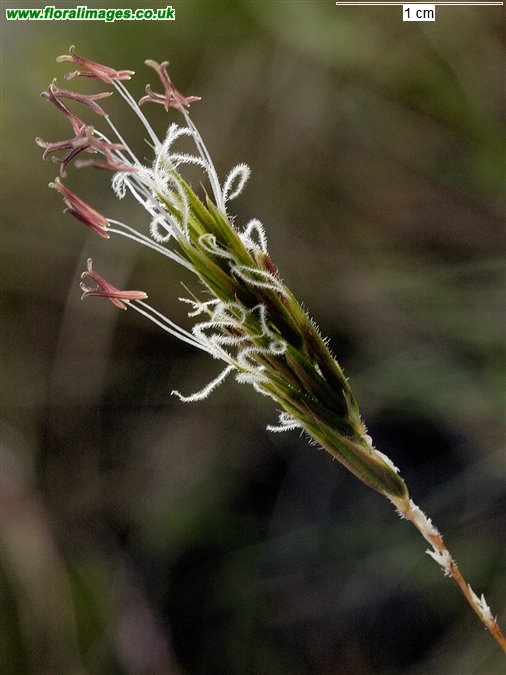Anthoxanthum odoratum