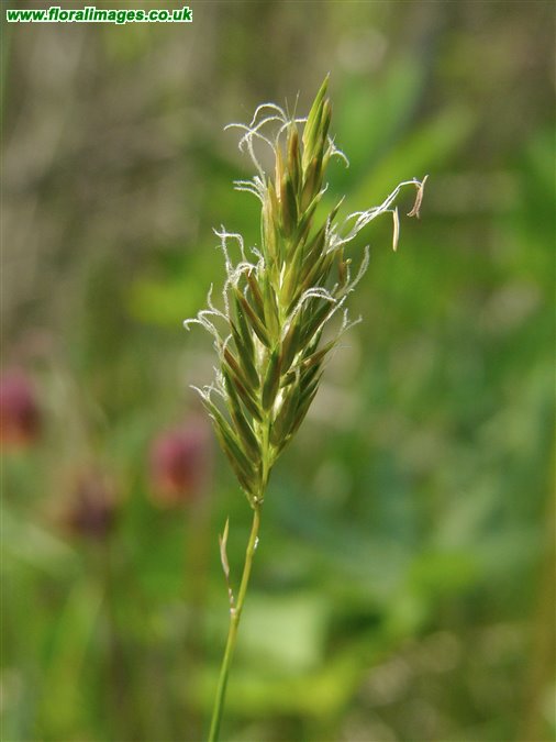 Anthoxanthum odoratum