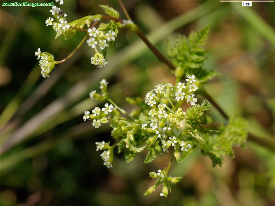 Anthriscus caucalis