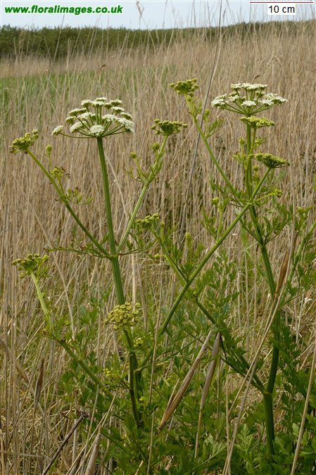 Anthriscus sylvestris