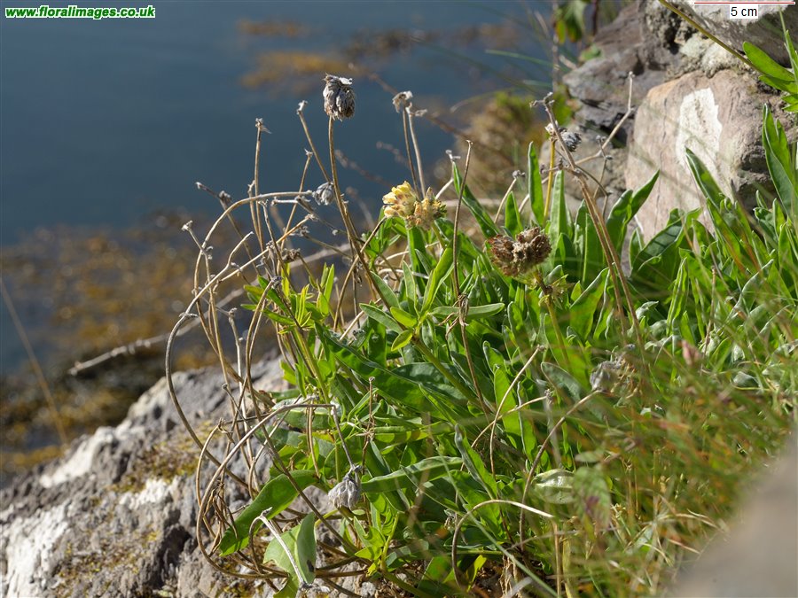 Anthyllis vulneraria