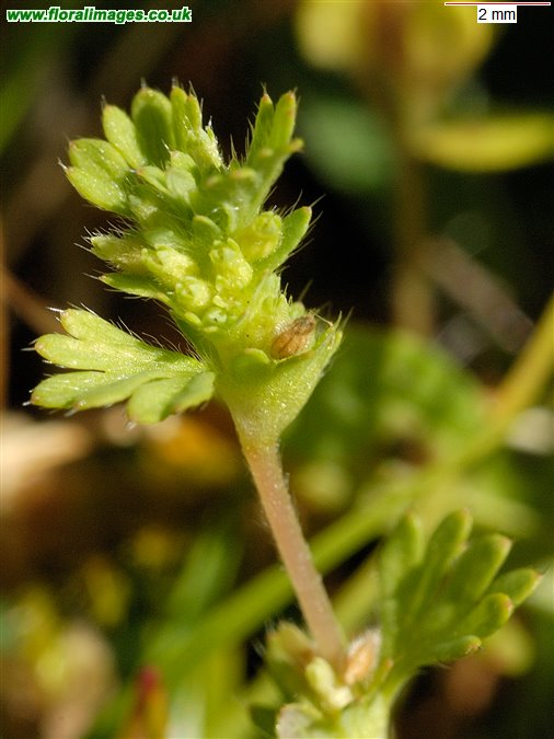 Aphanes arvensis