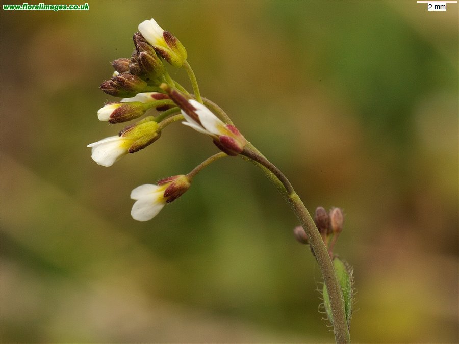 Arabidopsis thaliana