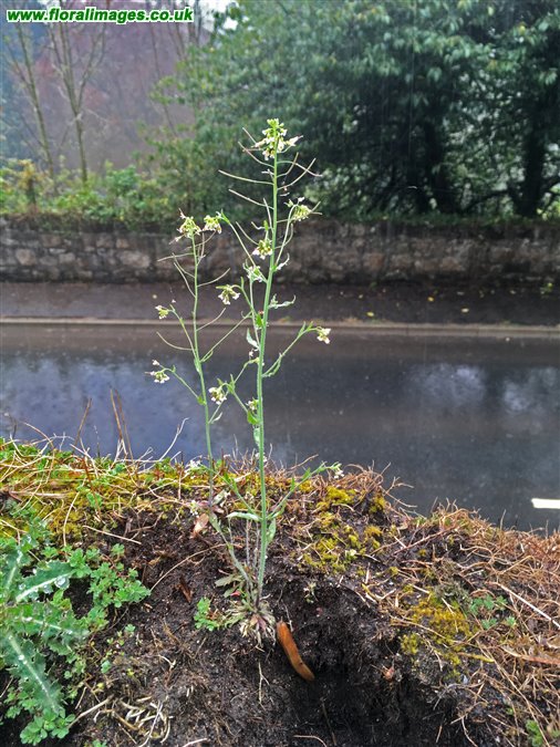 Arabidopsis thaliana
