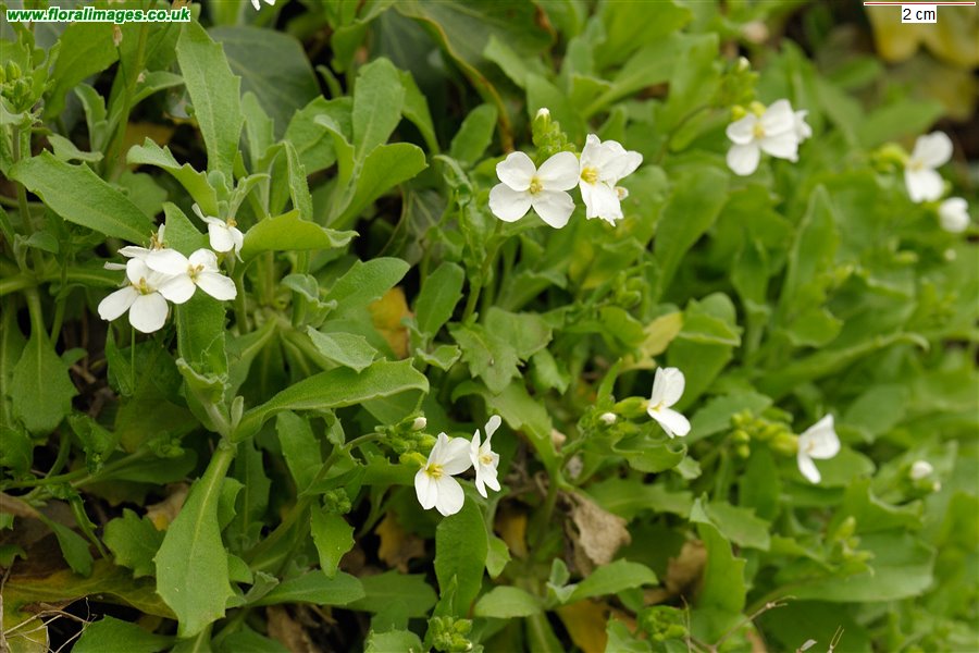 Arabis caucasica