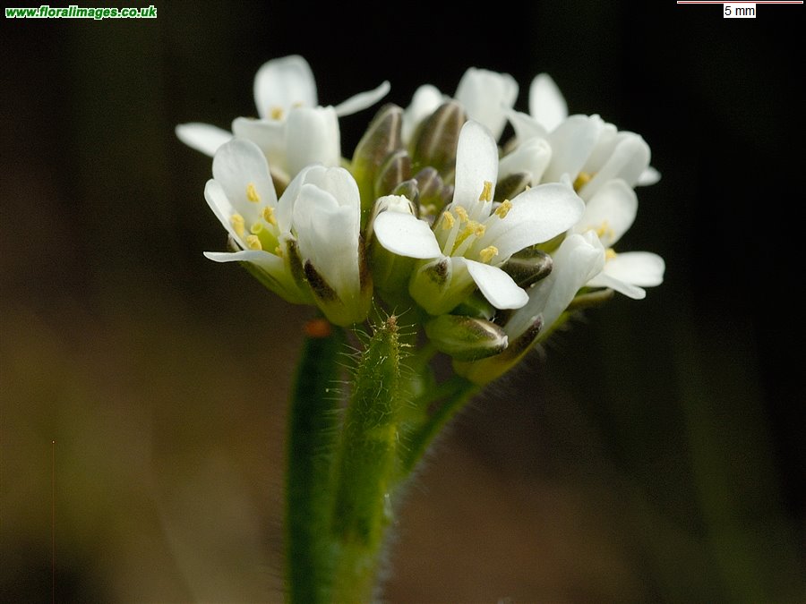 Arabis hirsuta