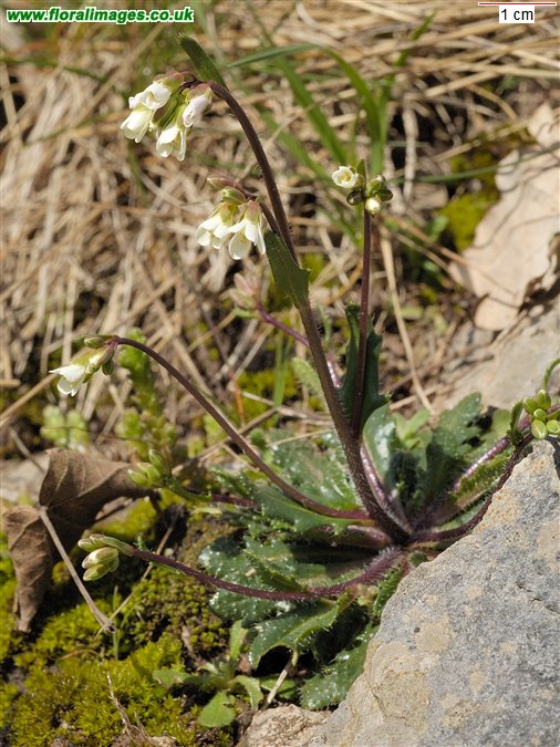 Arabis scabra
