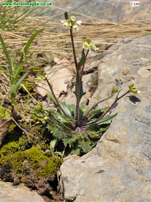 Arabis scabra