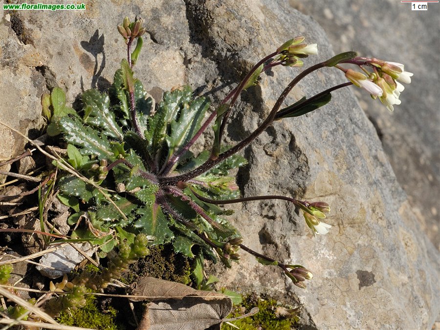 Arabis scabra