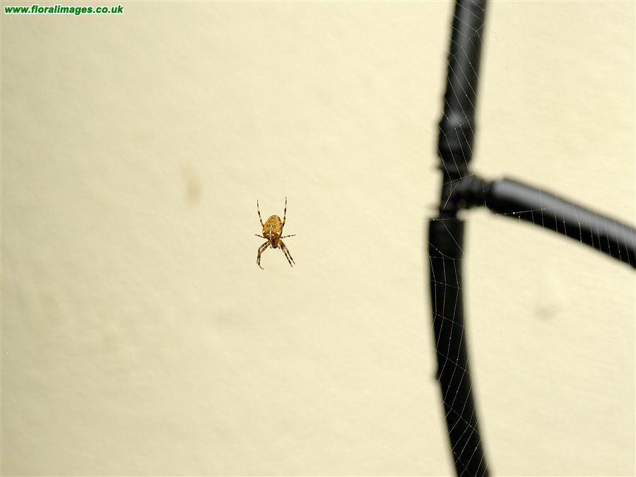 Araneus diadematus