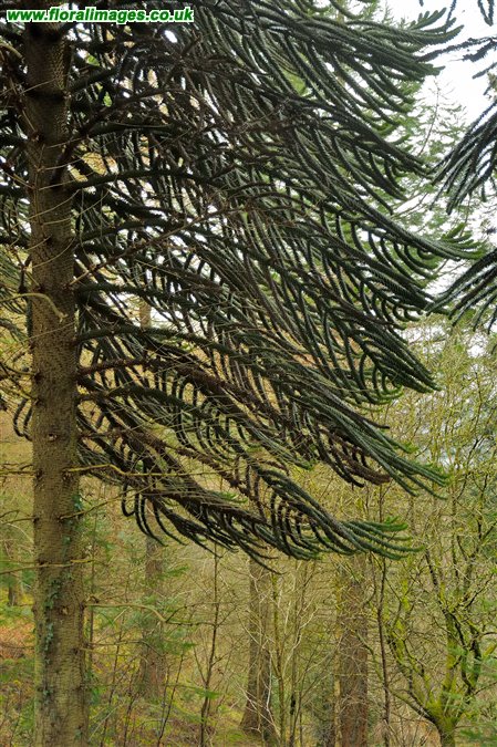 Araucaria araucana
