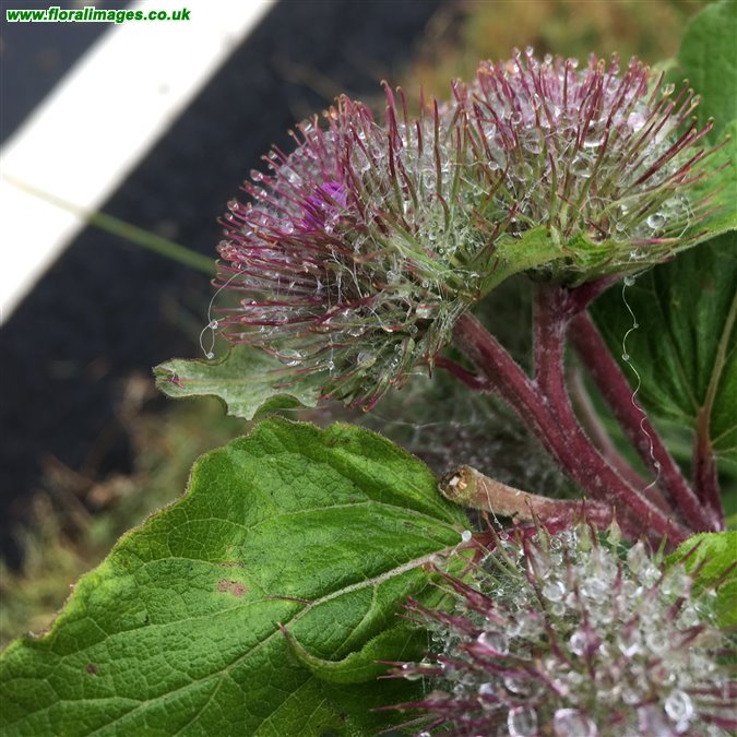 Arctium nemorosum
