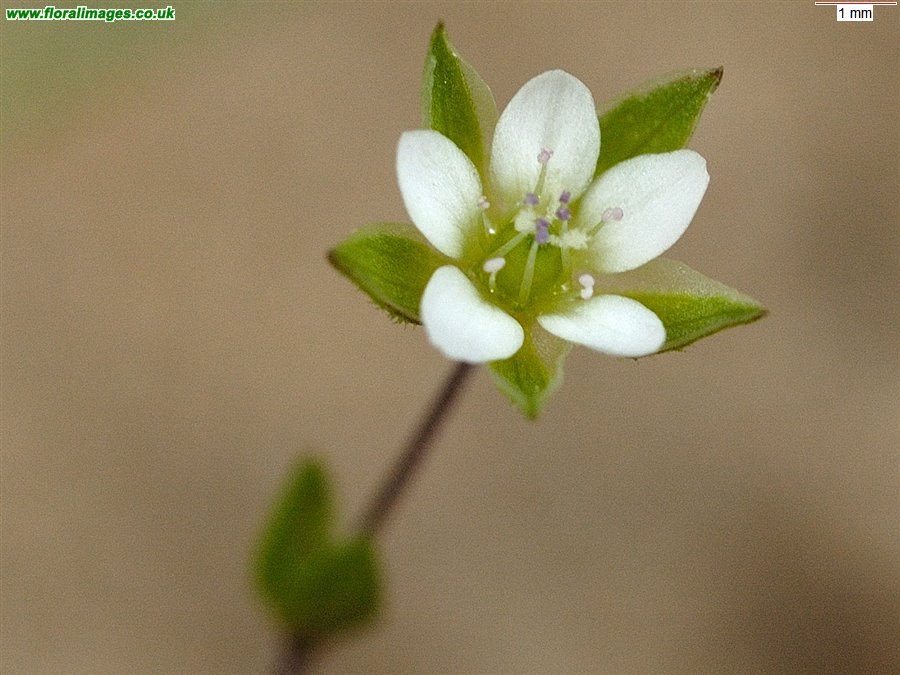 Arenaria serpyllifolia