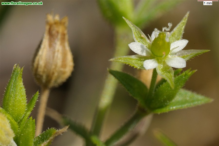 Arenaria serpyllifolia