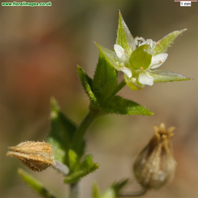 Arenaria serpyllifolia