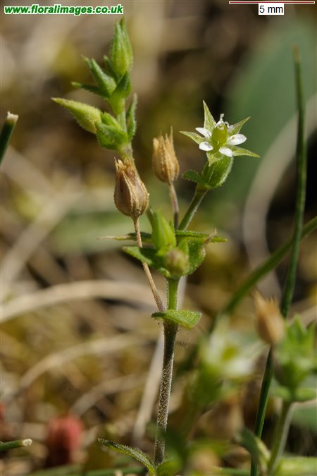 Arenaria serpyllifolia