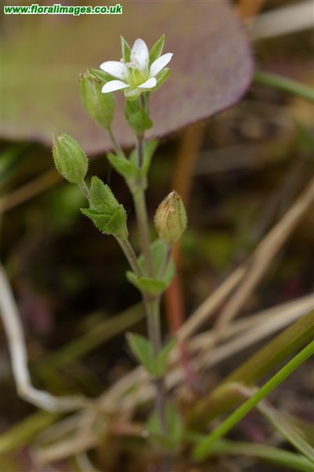 Arenaria serpyllifolia