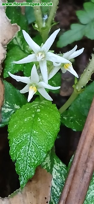 Argostemma solaniflorum
