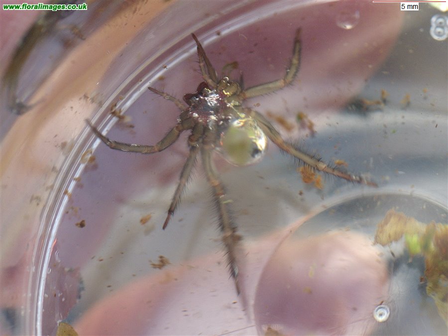 Argyroneta aquatica