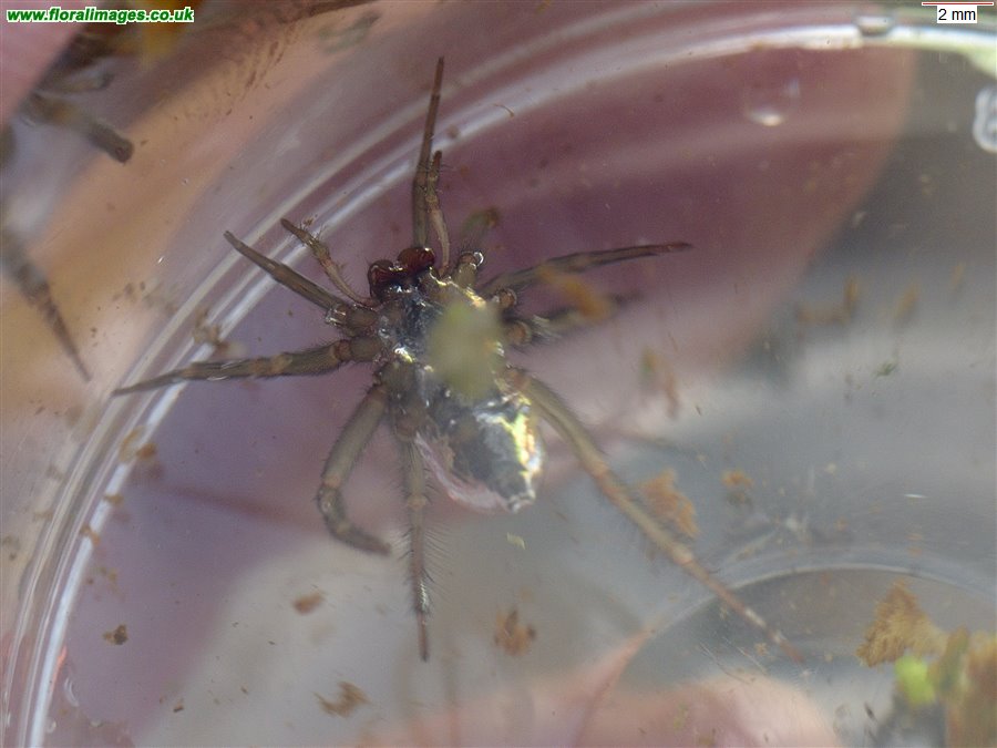 Argyroneta aquatica