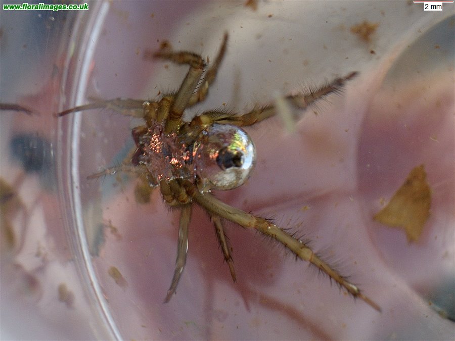 Argyroneta aquatica