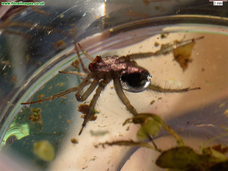 Argyroneta aquatica