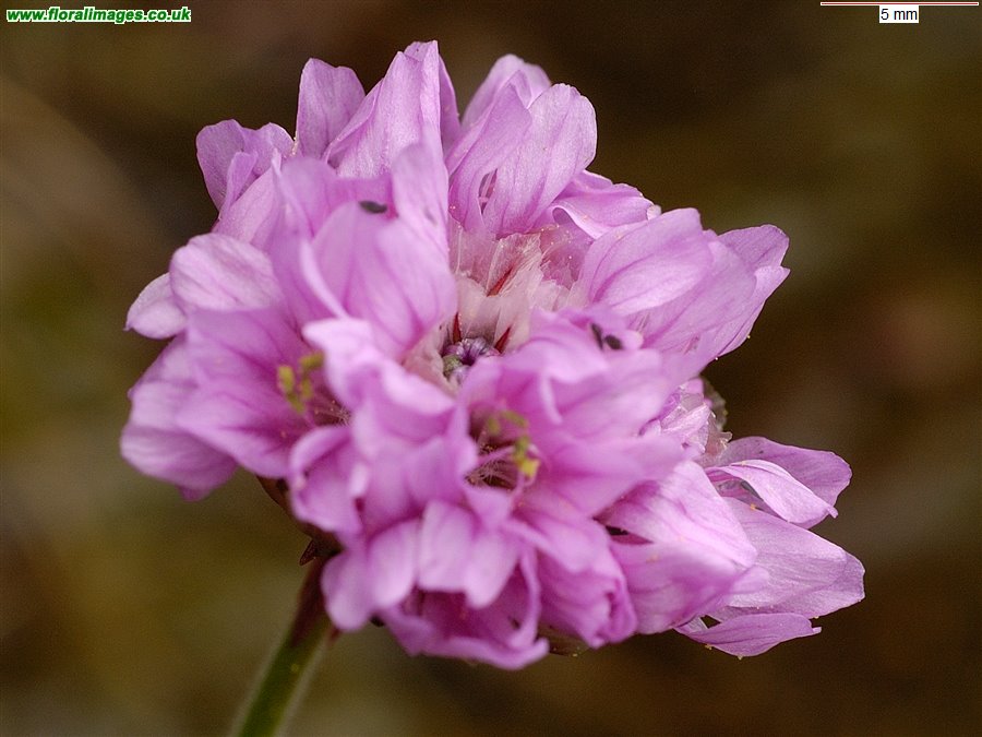 Armeria maritima
