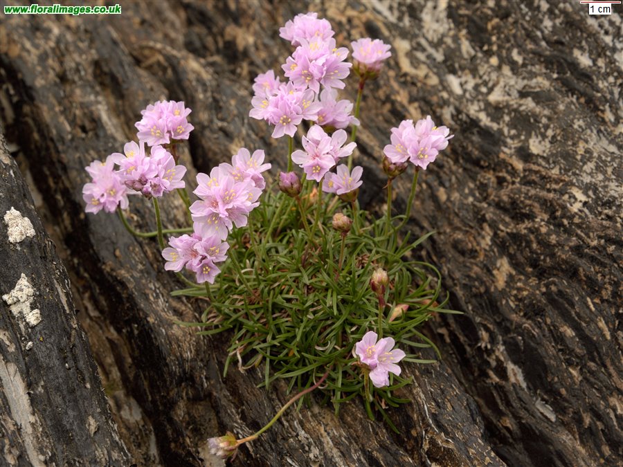 Armeria maritima