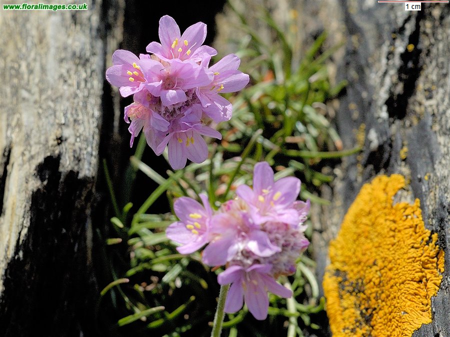 Armeria maritima