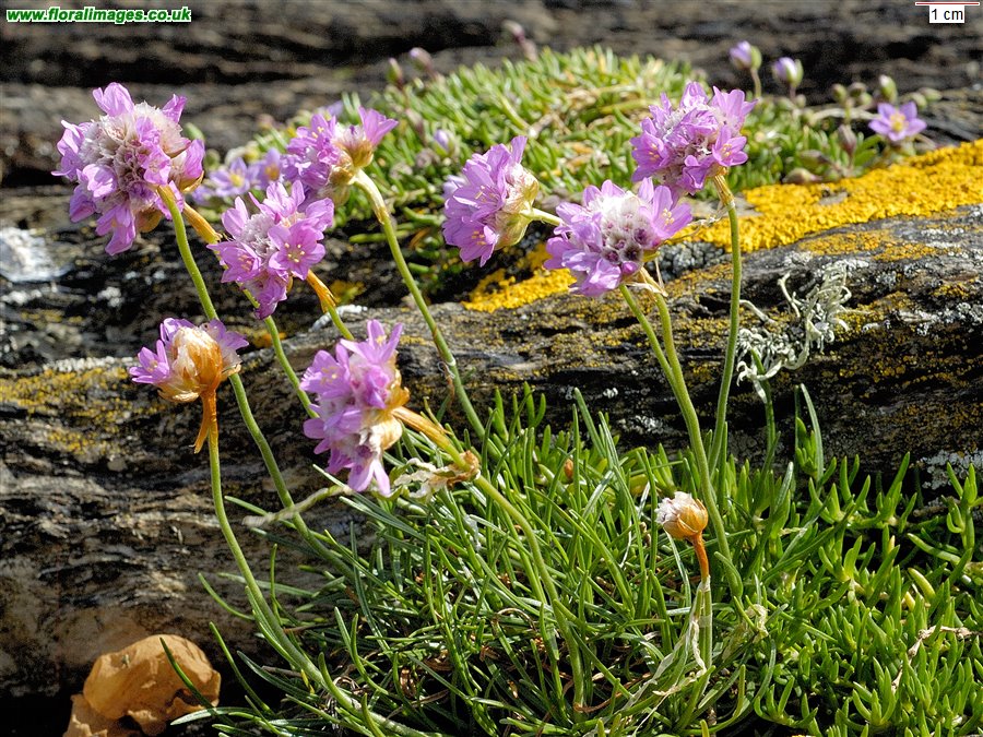 Armeria maritima
