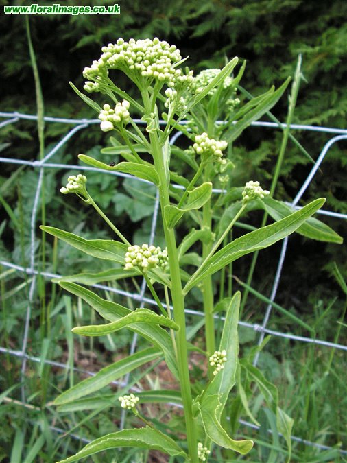 Armoracia rusticana