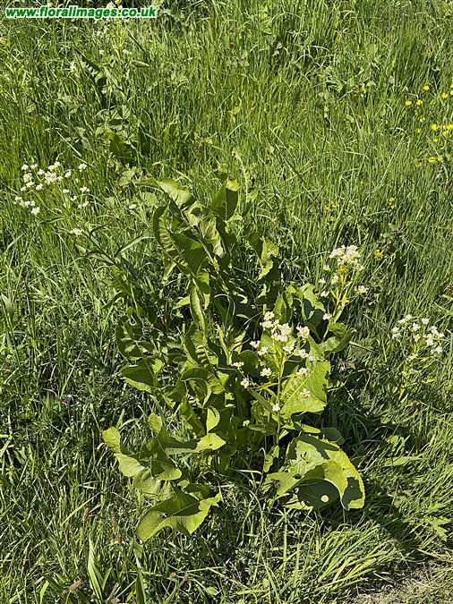 Armoracia rusticana
