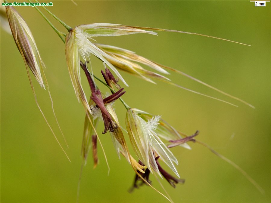 Arrhenatherum elatius