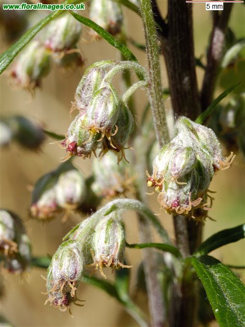Artemisia vulgaris