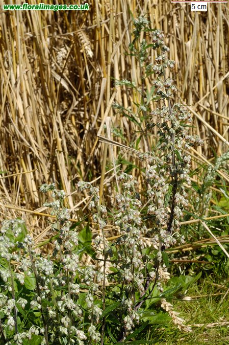 Artemisia vulgaris