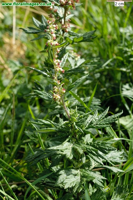 Artemisia vulgaris