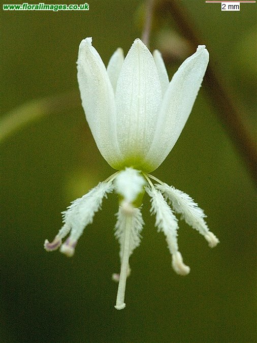 Arthropodium candidum