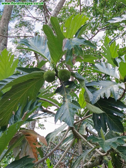 Artocarpus altilis