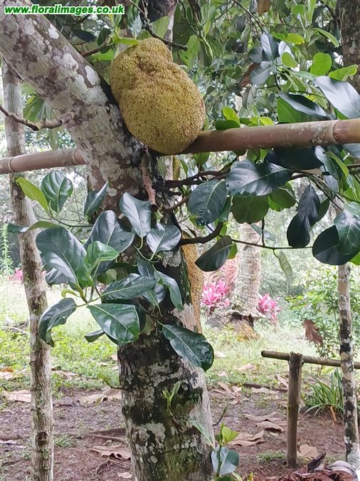 Artocarpus heterophyllus