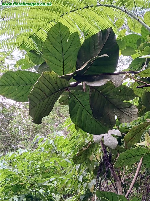 Artocarpus odoratissimus