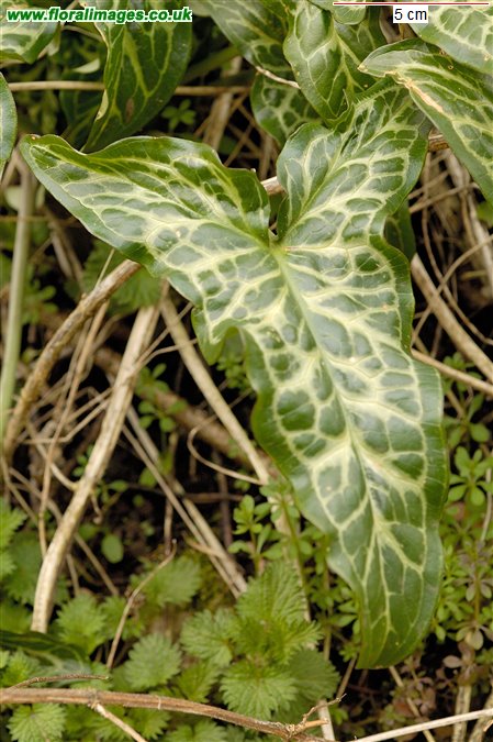 Arum italicum