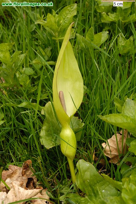 Arum maculatum
