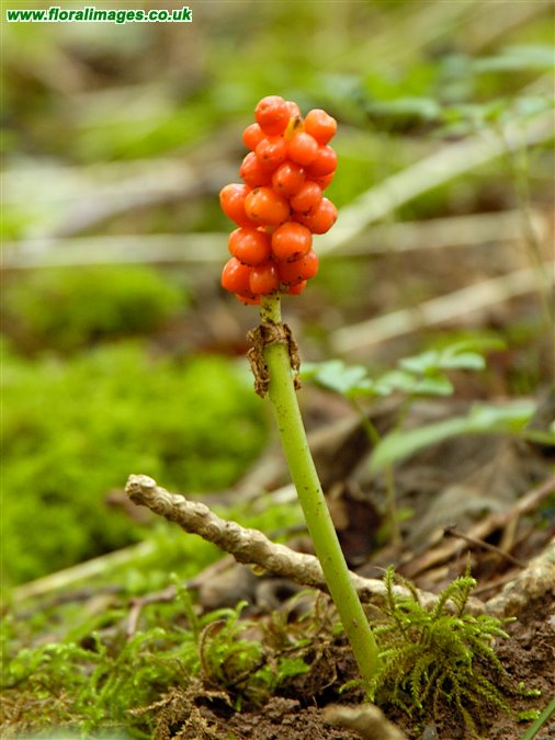 Arum maculatum