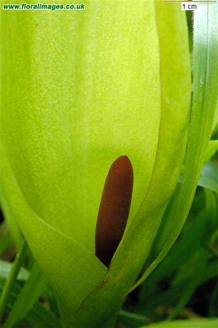 Arum maculatum