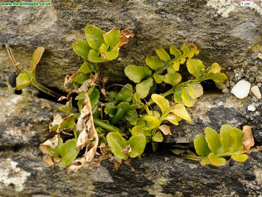 Asplenium marinum