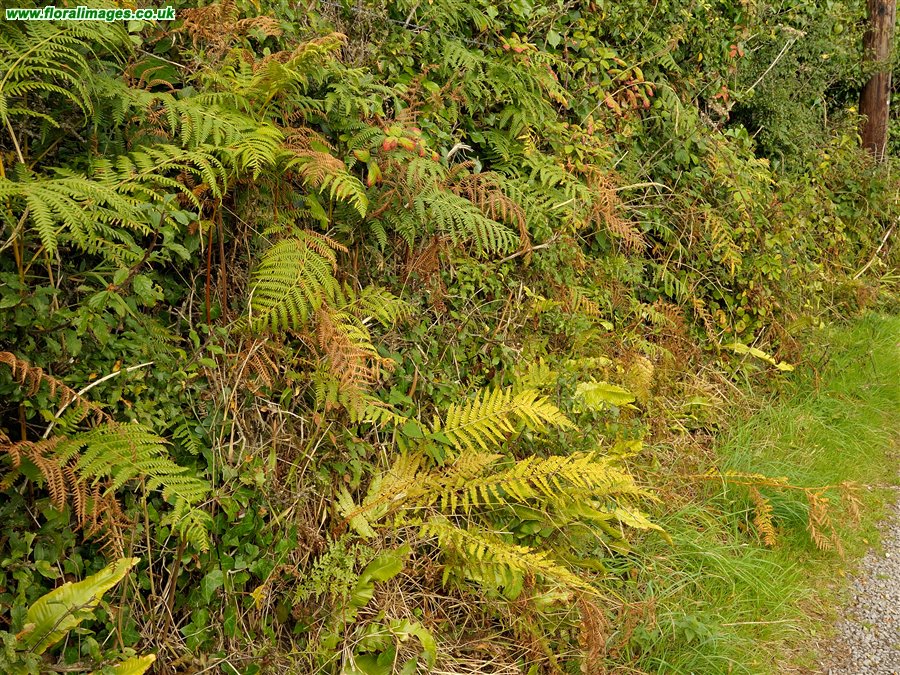 Asplenium onopteris