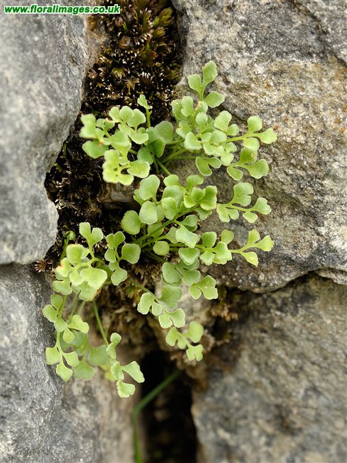 Asplenium ruta-muraria